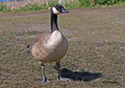 Branta canadensis